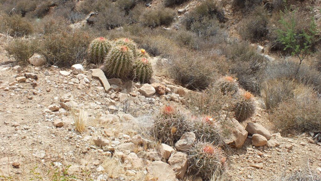 cactus growing along the hiking trail to Plateau Point at the Grand Canyon