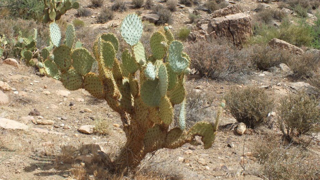 cactus growing along the hiking trail to Plateau Point at the Grand Canyon