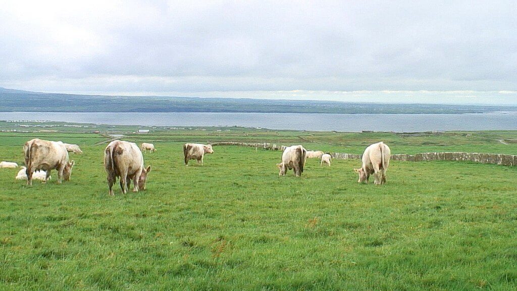 Cows in pastures at the Cliffs of Moher in County Clare, Ireland