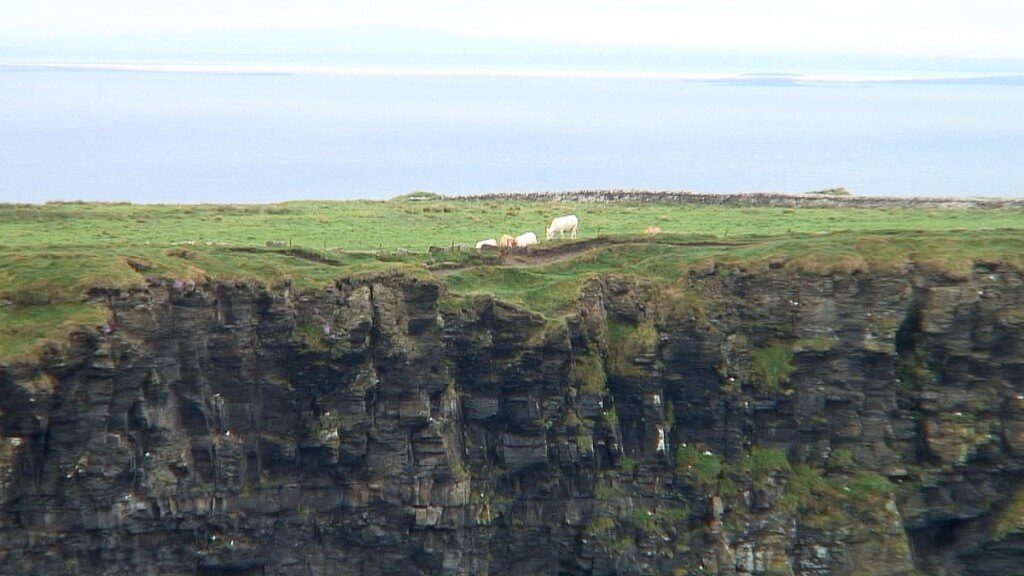 Cows in pastures at the Cliffs of Moher in County Clare, Ireland