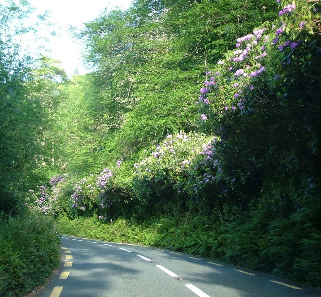 flowers along roadway, killarney national park, ireland 26