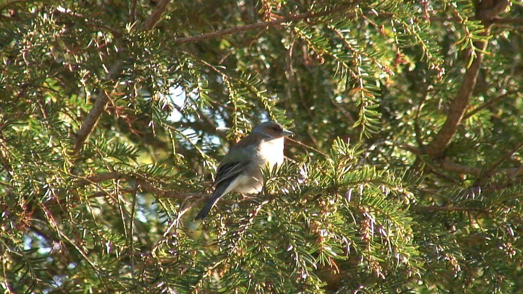glendalough bird