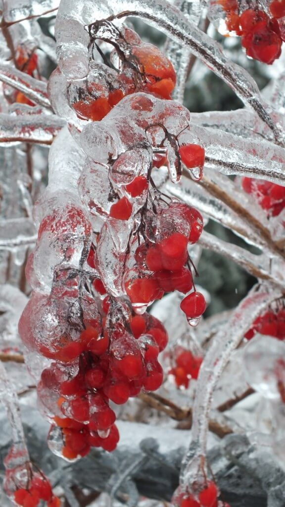 ice storm toronto 2013 - pic17