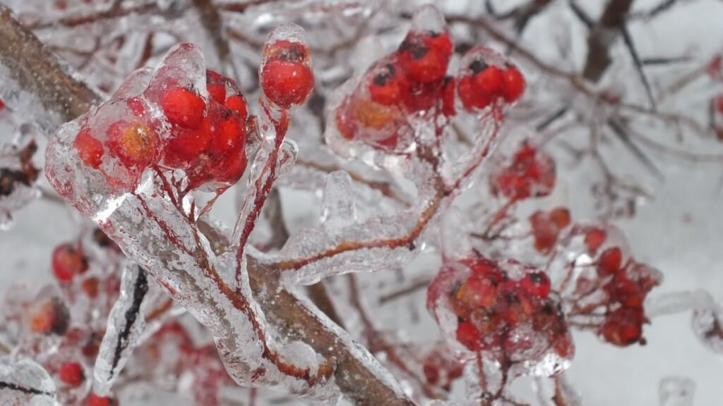 ice storm toronto 2013 - pic21