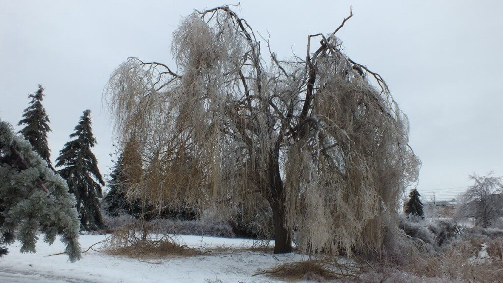 ice storm toronto 2013 - pic23