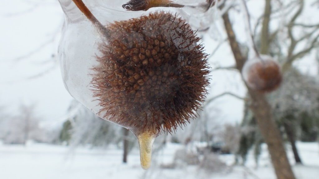 ice storm toronto 2013 - pic30