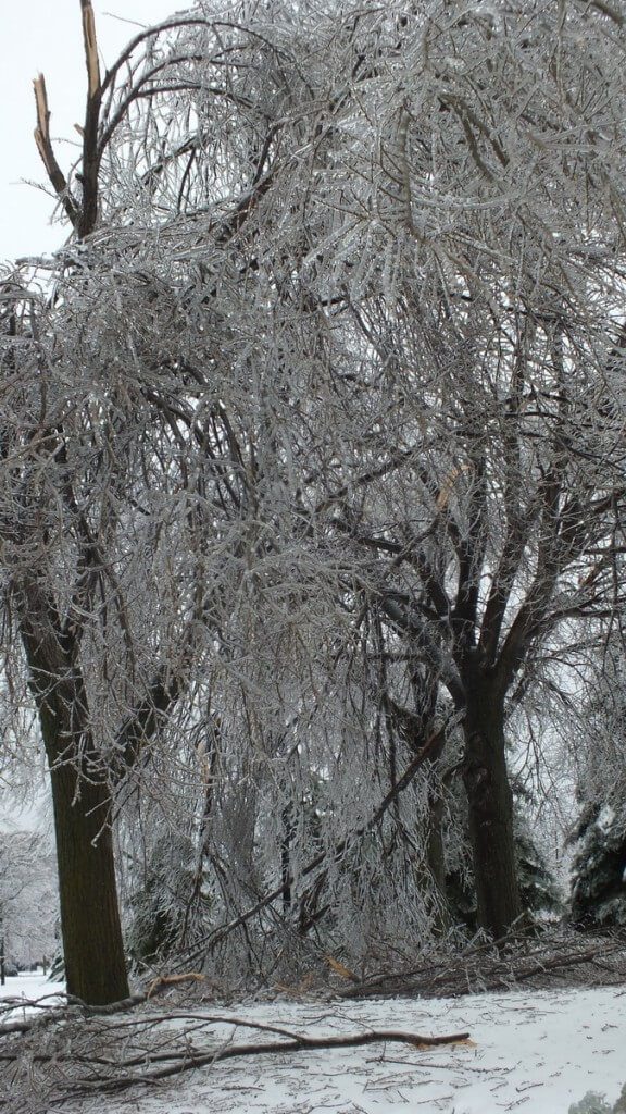 ice damaged birch tree limbs