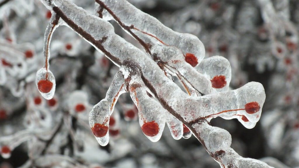 ice storm toronto 2013 - pic4