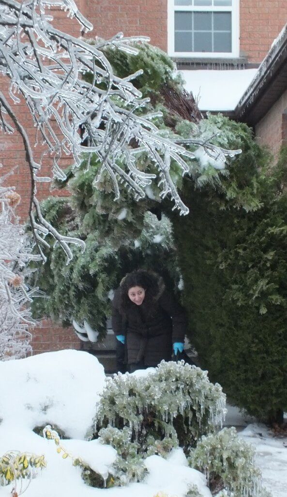 ice storm toronto 2013 - pic7