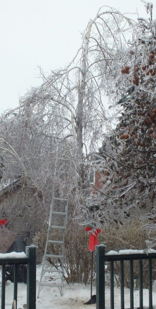 ice storm toronto 2013 - pic9
