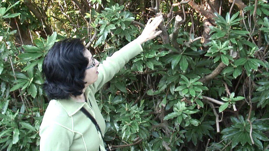jean checks out plant at glendalough