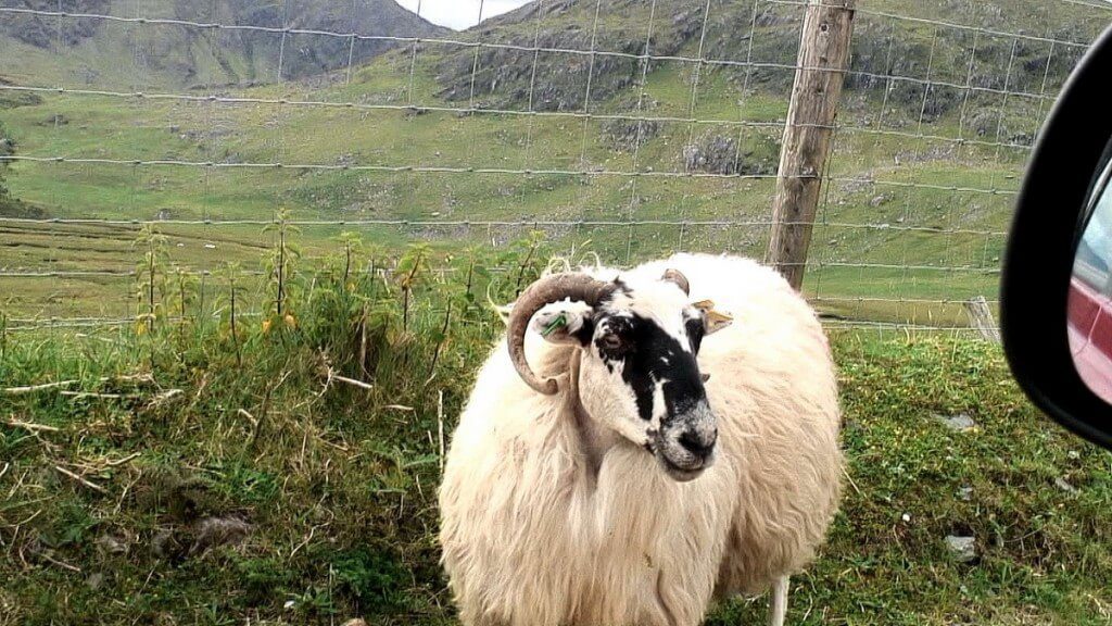 mountain goat