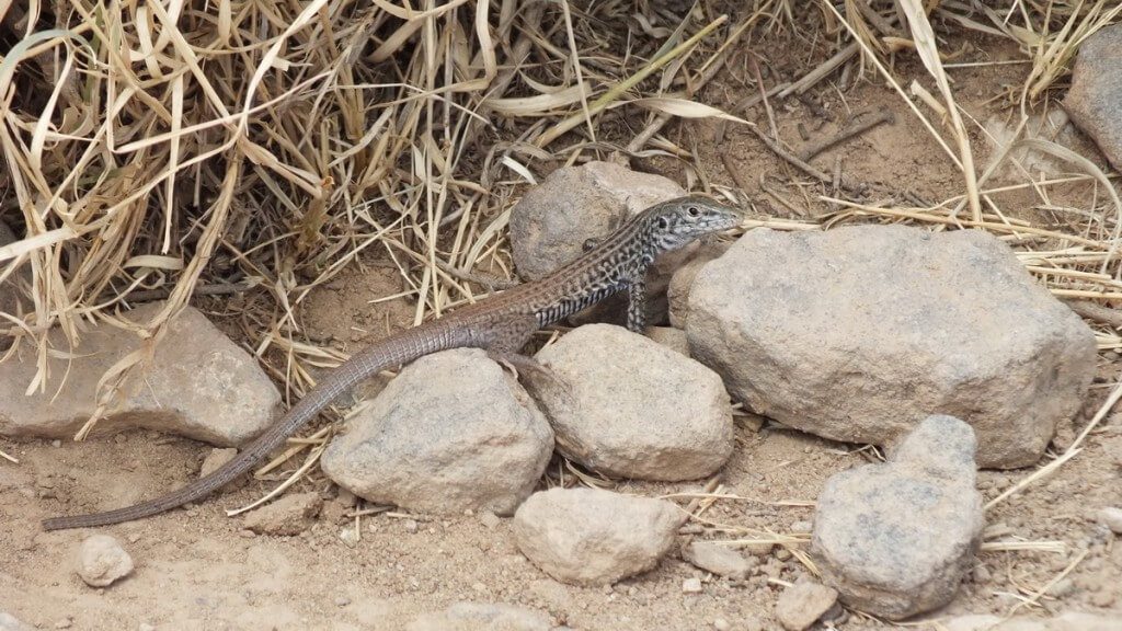 northern whiptail lizard - grand canyon 1