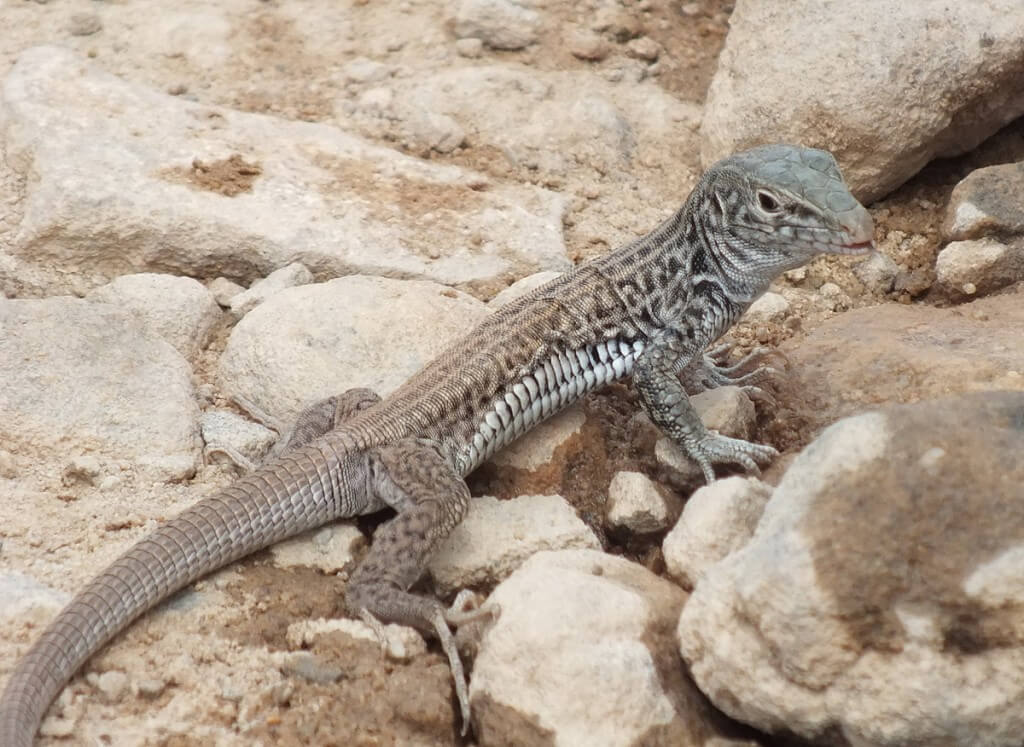 northern whiptail lizard - grand canyon 3