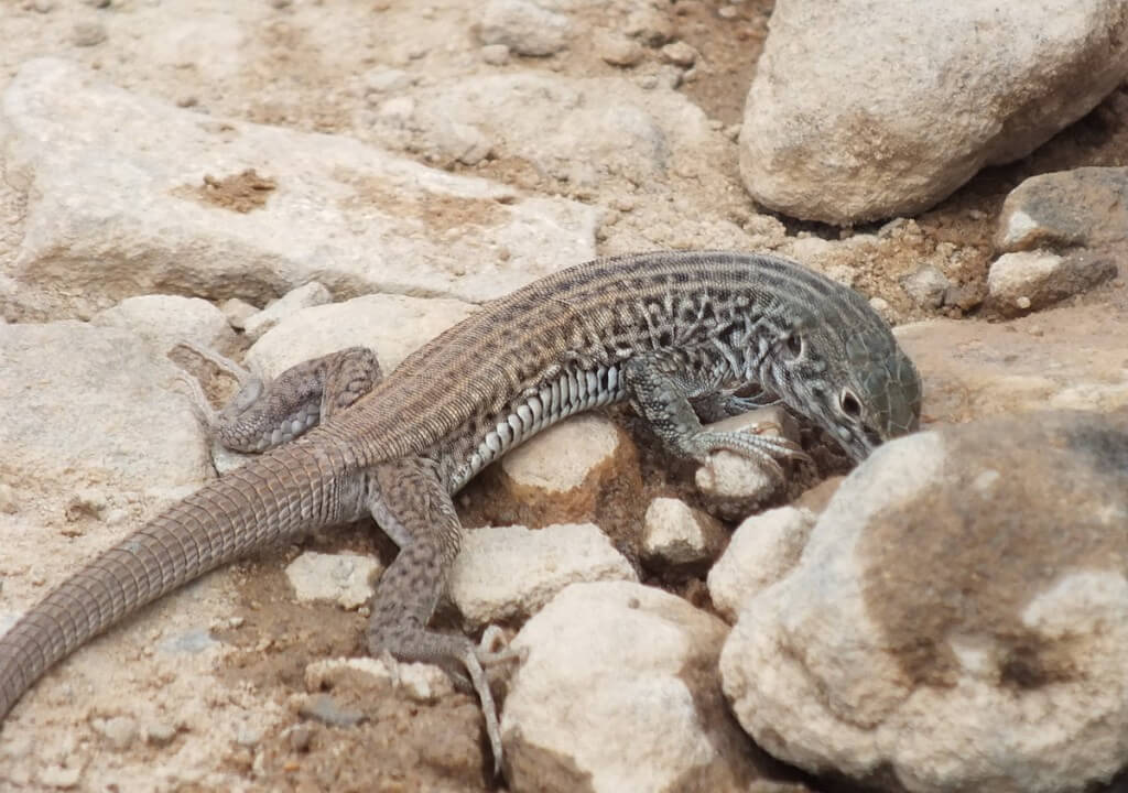 northern whiptail lizard - grand canyon 4