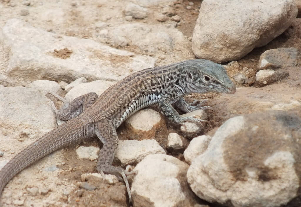 northern whiptail lizard - grand canyon 5