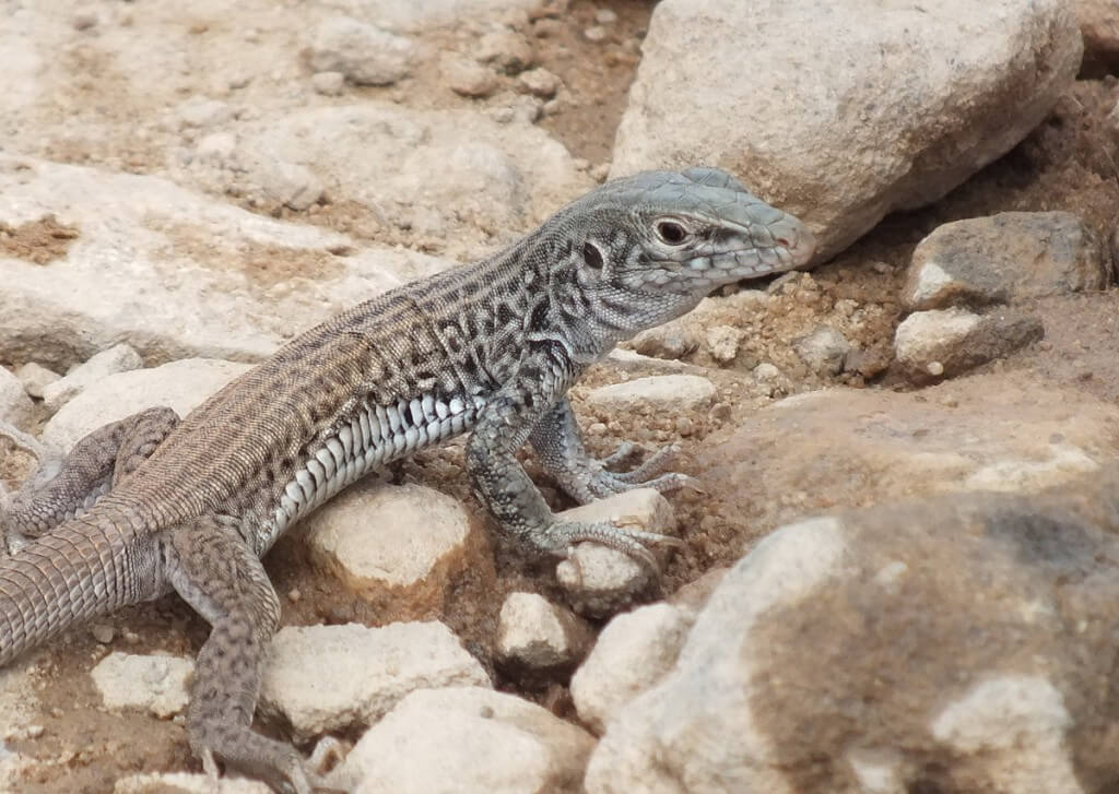northern whiptail lizard - grand canyon 6