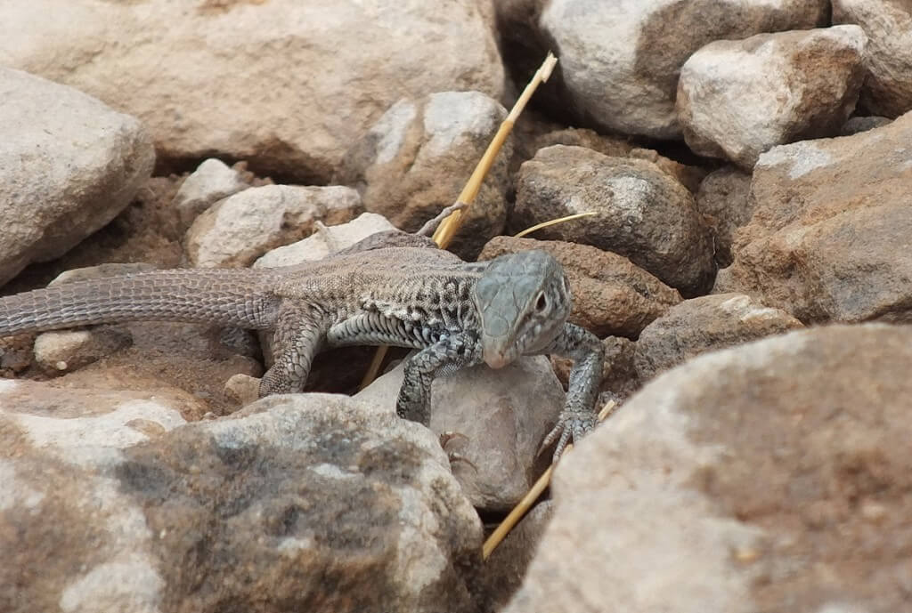 northern whiptail lizard - grand canyon 7