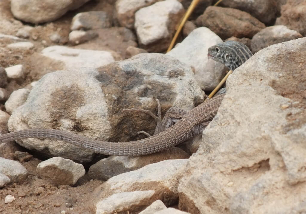 northern whiptail lizard - grand canyon 8