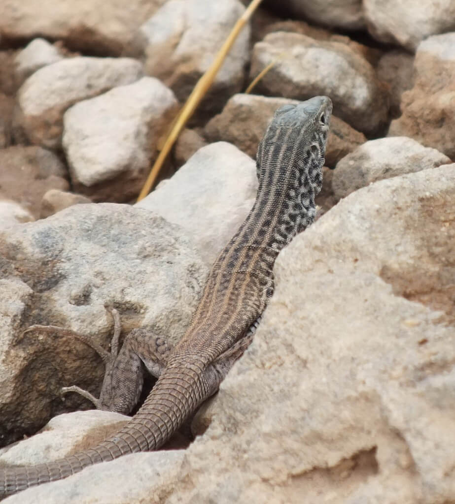 northern whiptail lizard - grand canyon 9