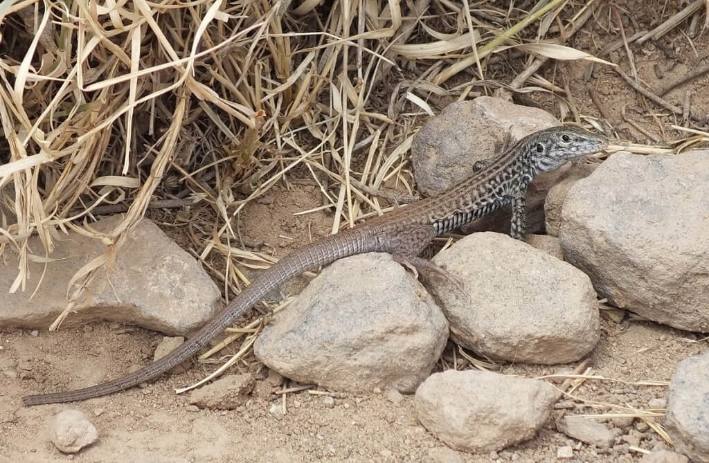 northern whiptail lizard along the hiking trail to Plateau Point at the Grand Canyon