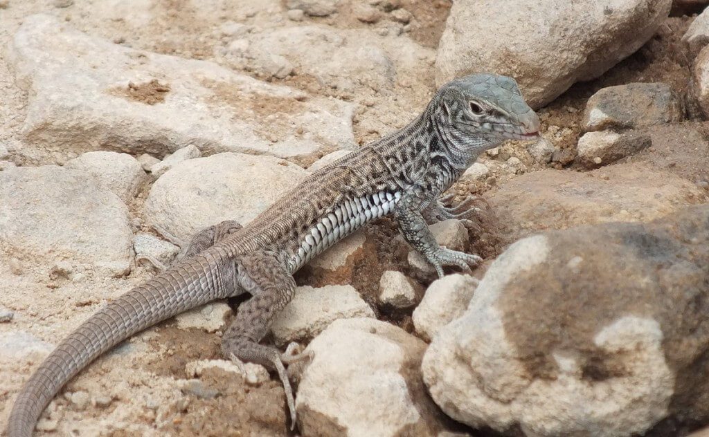 northern whiptail lizard along the hiking trail to Plateau Point at the Grand Canyon