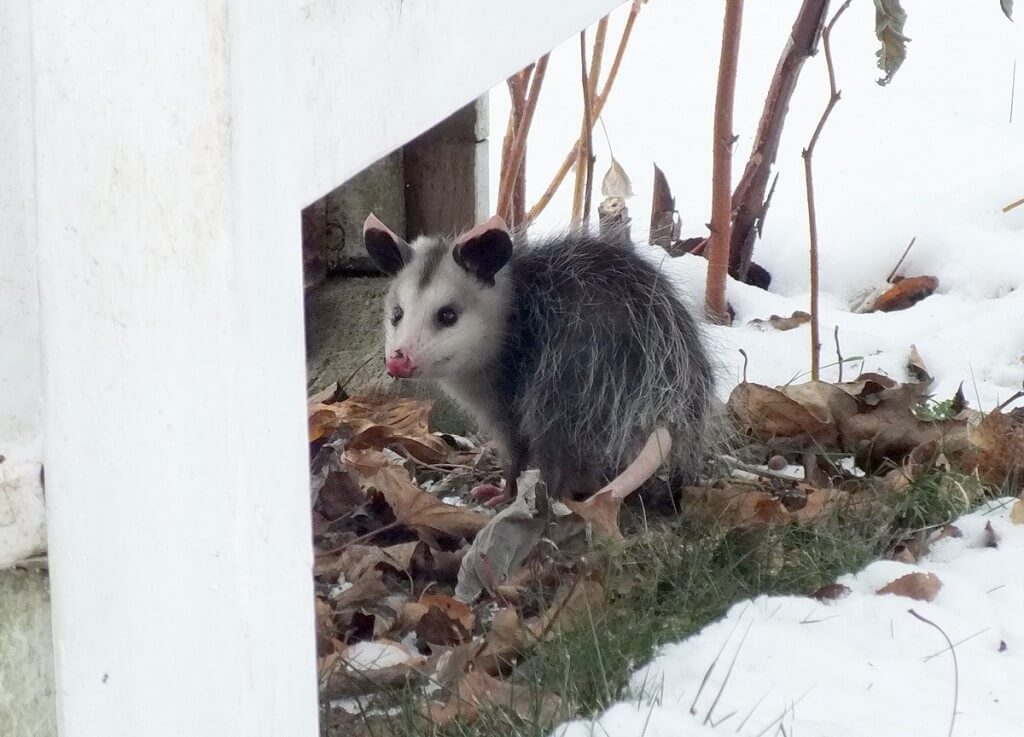a young virginia opossum, toronto backyard, ontario 