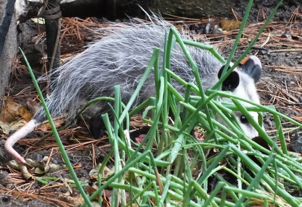 opossum toronto 10