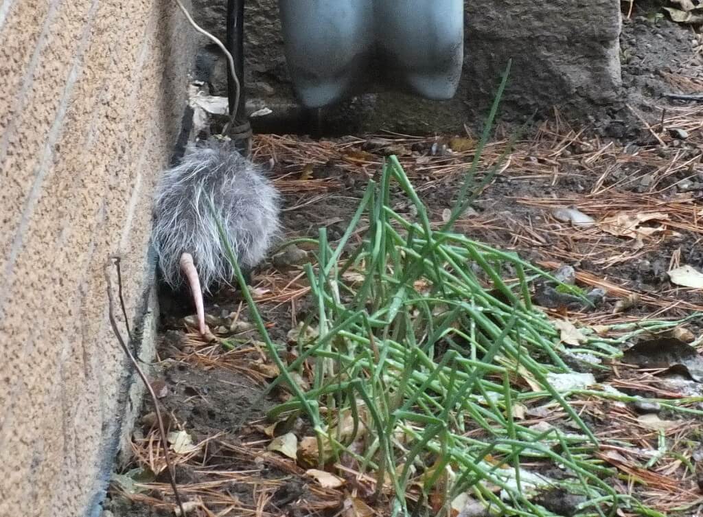 opossum toronto 11