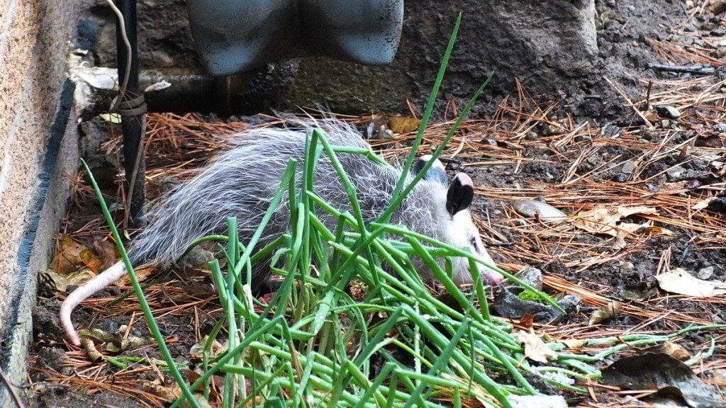 opossum toronto 12