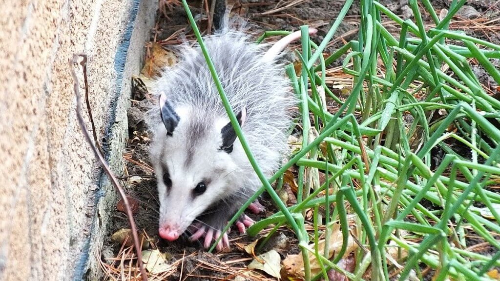 opossum toronto 14
