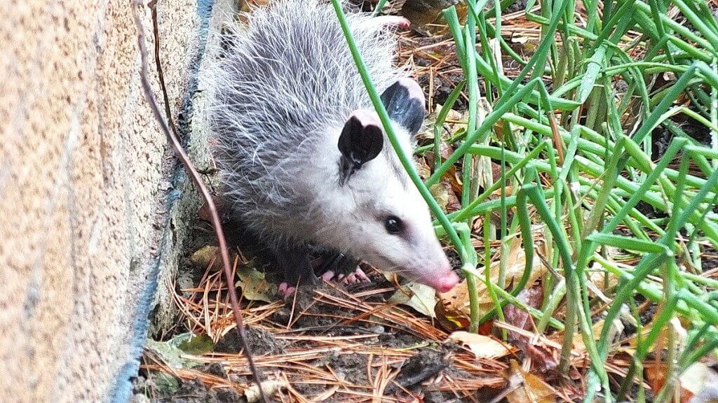 opossum toronto 15