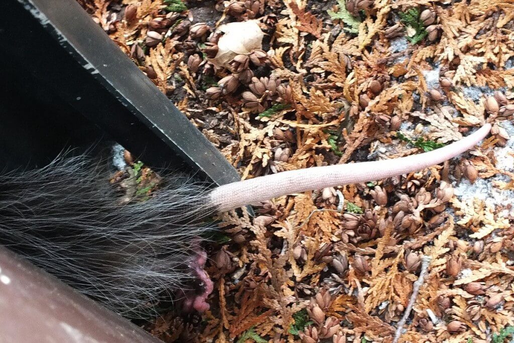 opossum toronto 3