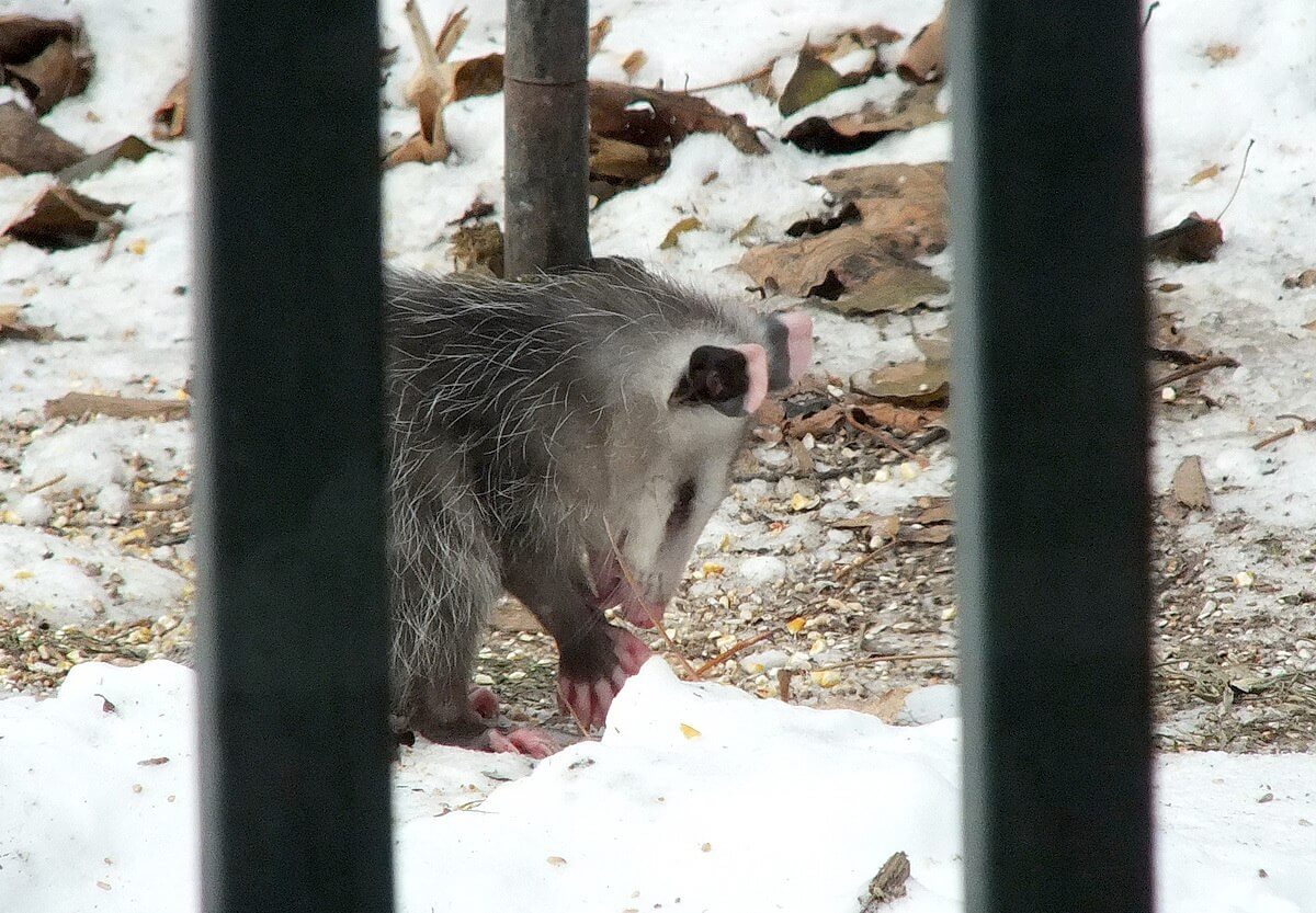 opossum toronto 6