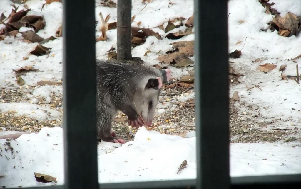 opossum toronto 7