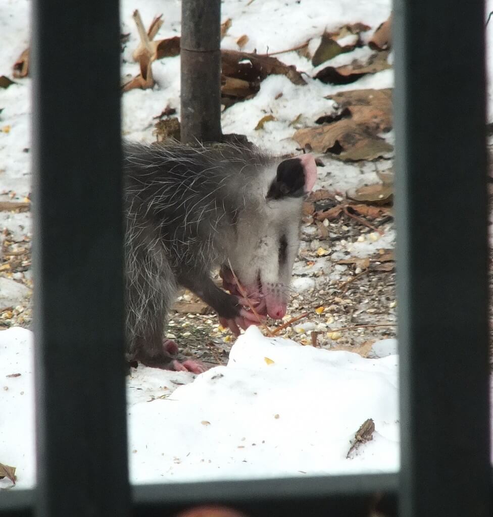 opossum toronto 8