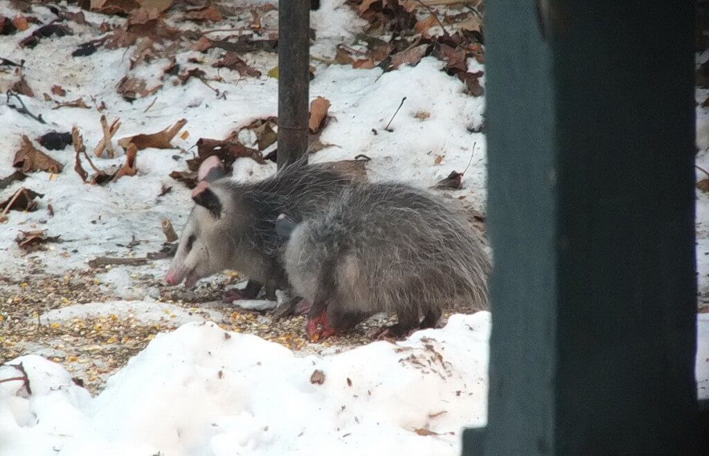 an opossum eats bird seed, toronto, ontario