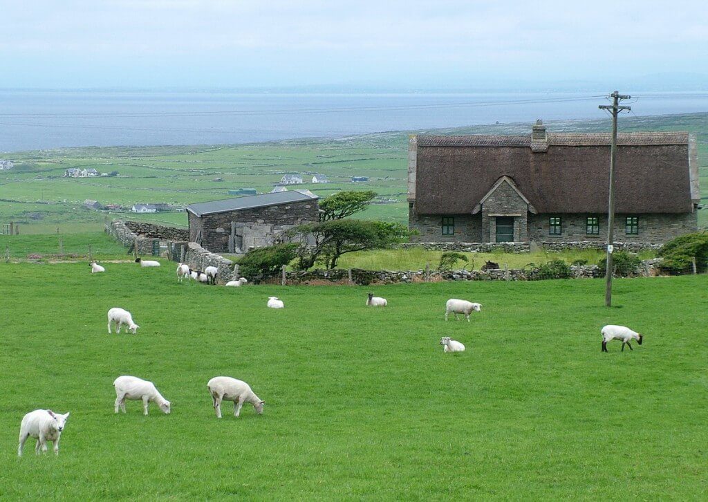 Sheep in fields near the Cliffs of Moher in County Clare, Ireland
