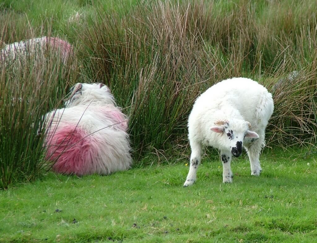 sheep caha mountains ireland 9a