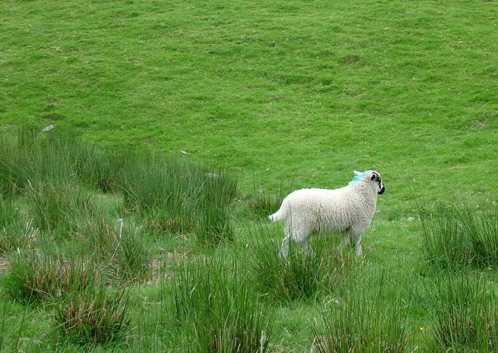 sheep in ireland 9