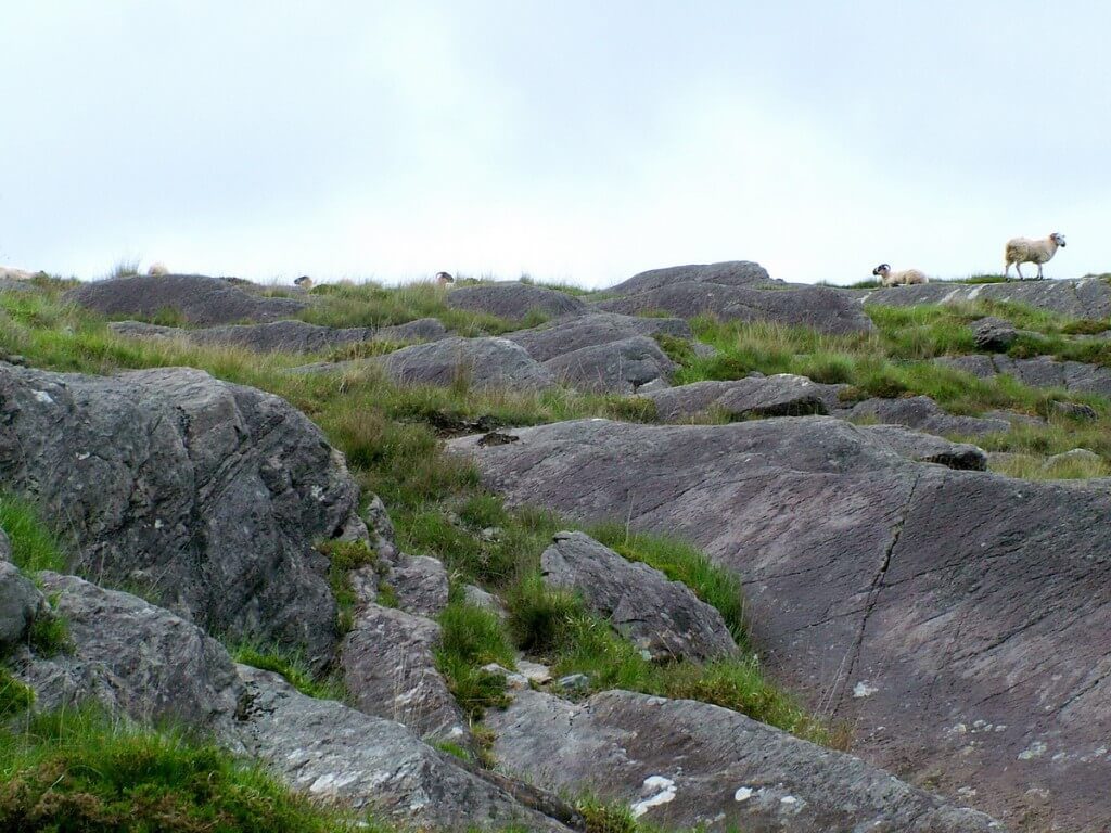 sheep on ridge, caha mountains, ireland 5