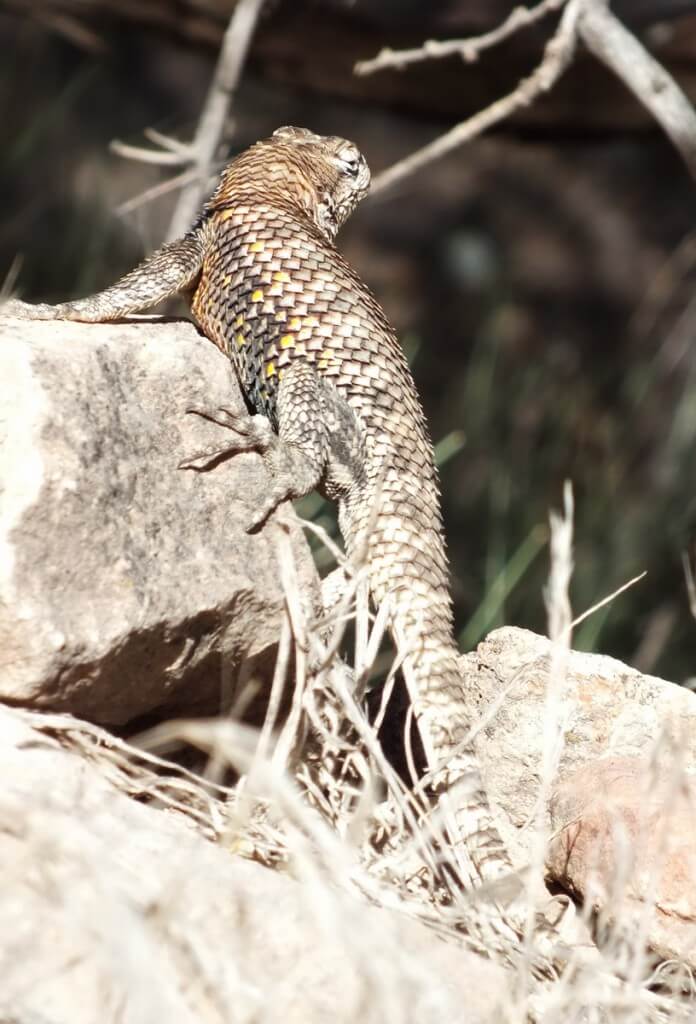 yellow-backed spiny lizard, grand canyon, arizona, usa