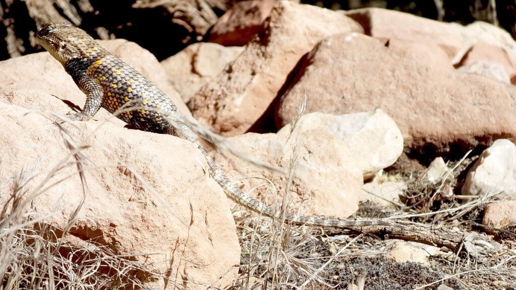 yellow-backed spiny lizard, grand canyon, arizona, usa