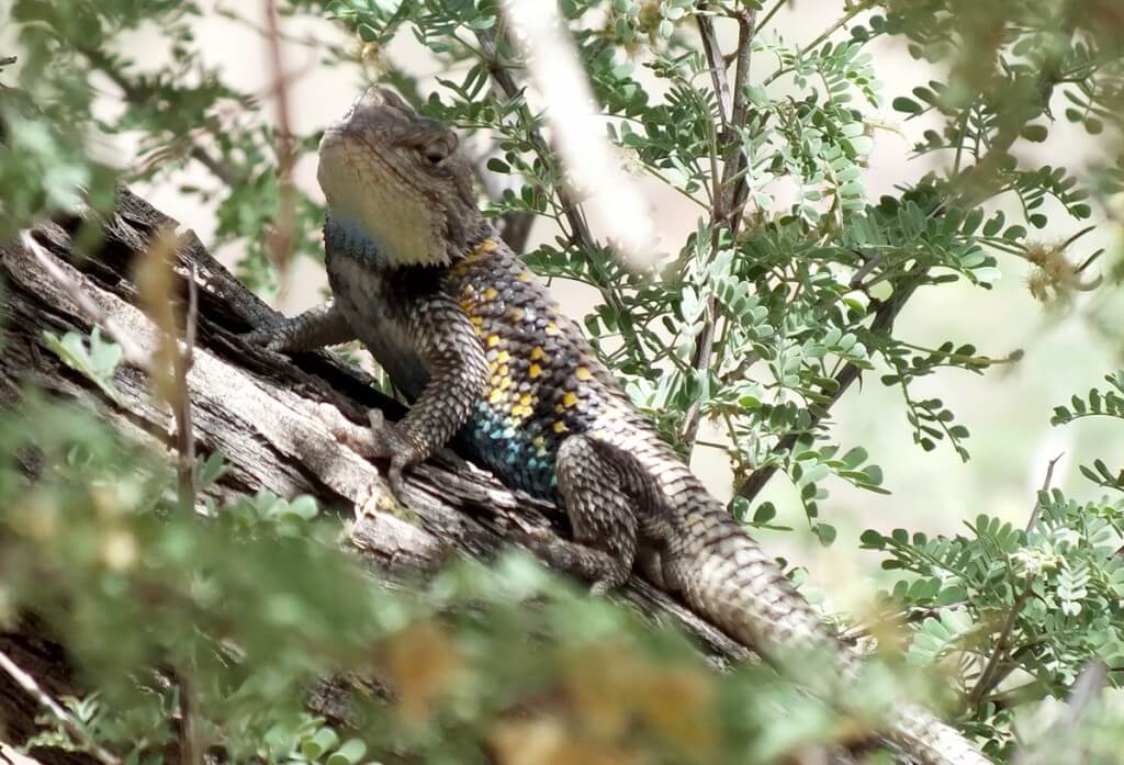 yellow-backed spiny lizard, grand canyon, arizona, usa