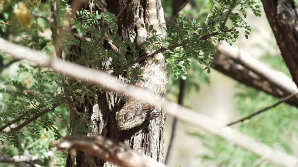 yellow-backed spiny lizard, grand canyon, arizona, usa