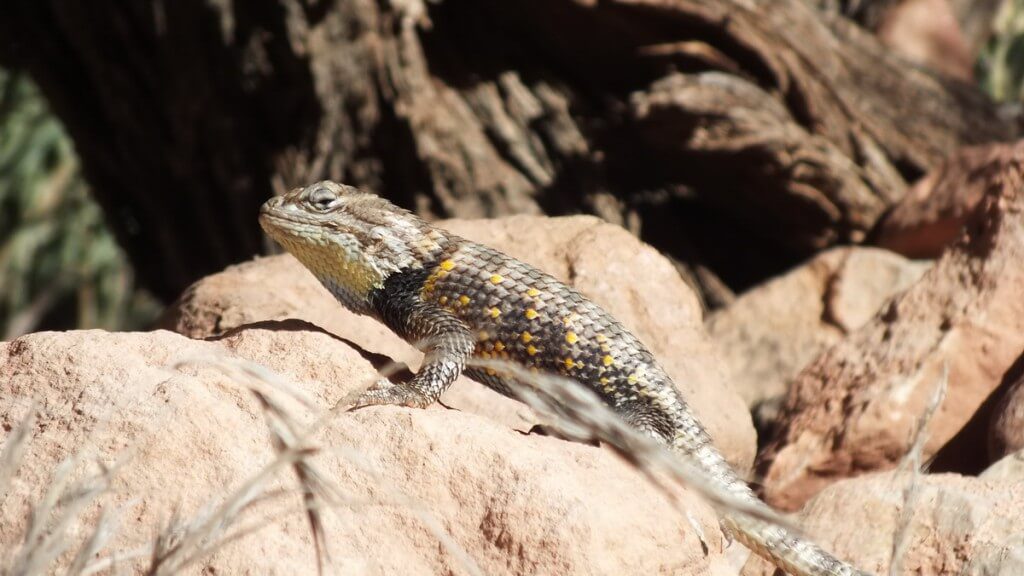yellow-backed spiny lizard, grand canyon, arizona, usa