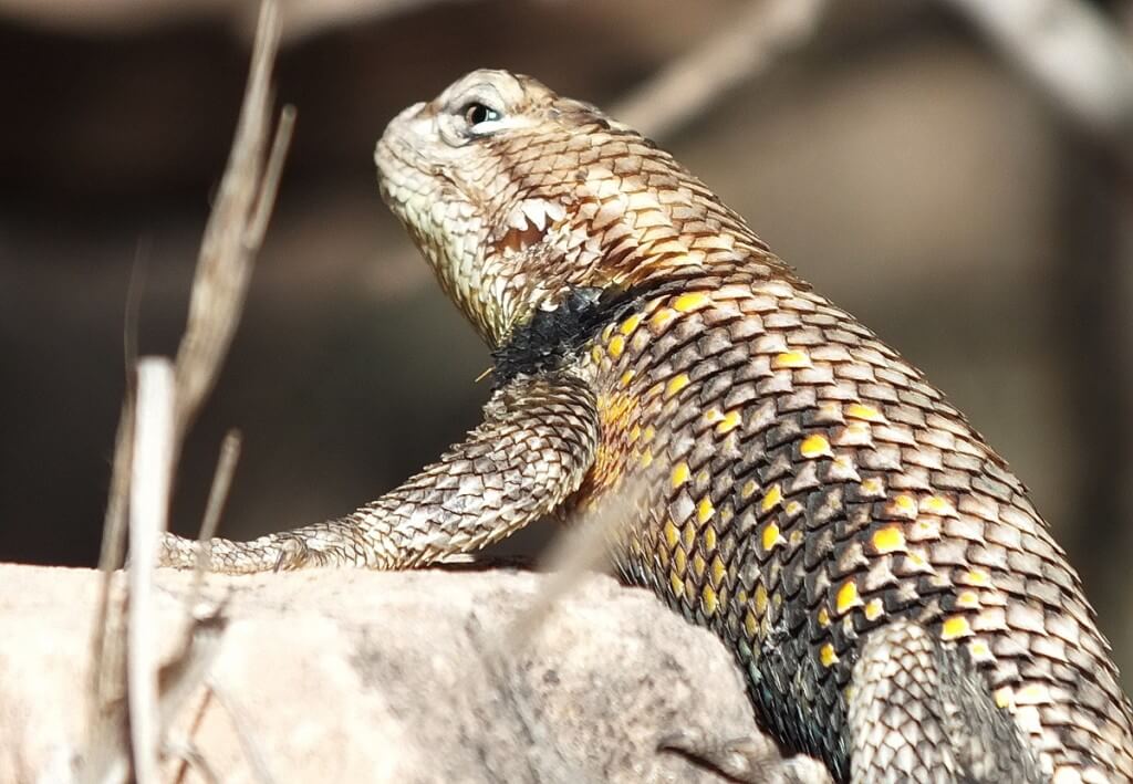yellow-backed spiny lizard, grand canyon, arizona, usa
