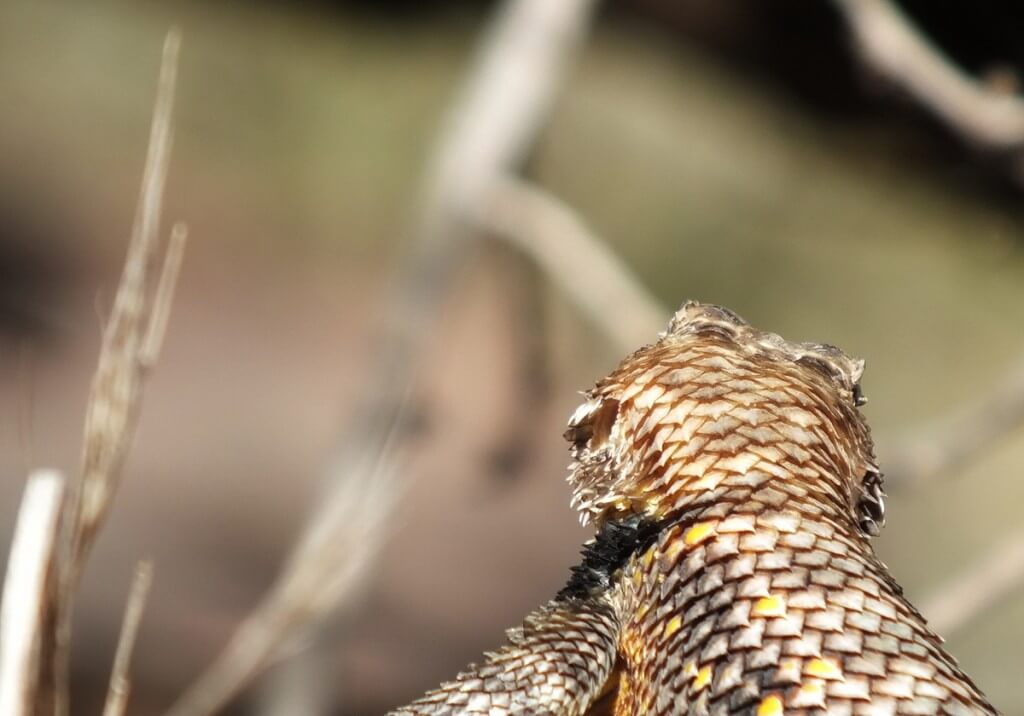 yellow-backed spiny lizard, grand canyon, arizona, usa