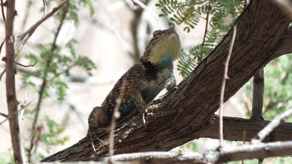 yellow-backed spiny lizard, grand canyon, arizona, usa