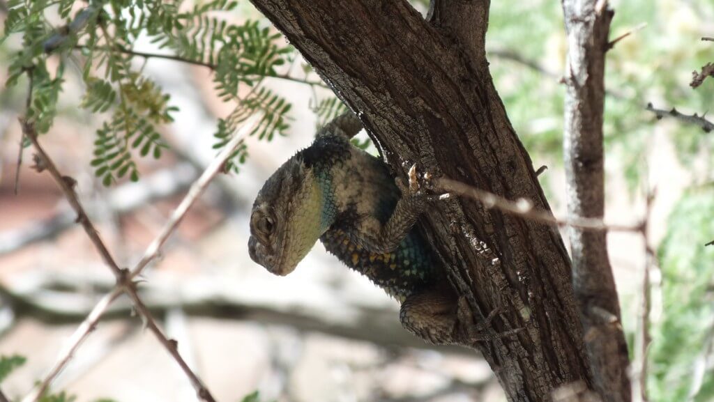 yellow-backed spiny lizard, grand canyon, arizona, usa
